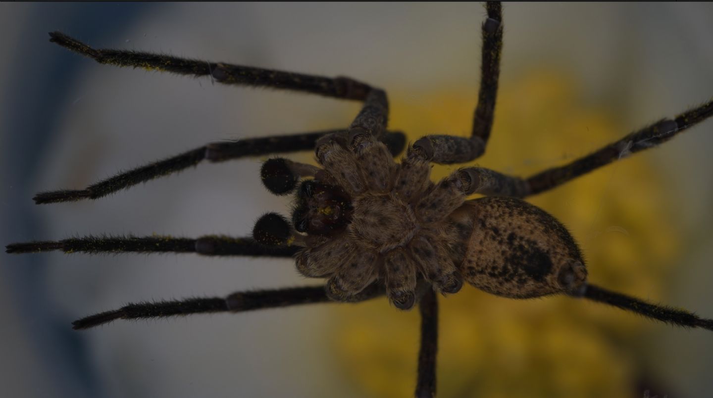 Maschio di Zoropsis spinimana